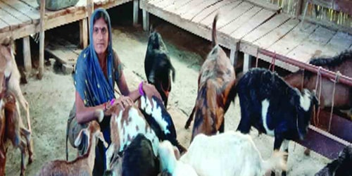 goat-rearing as a mode of additional income