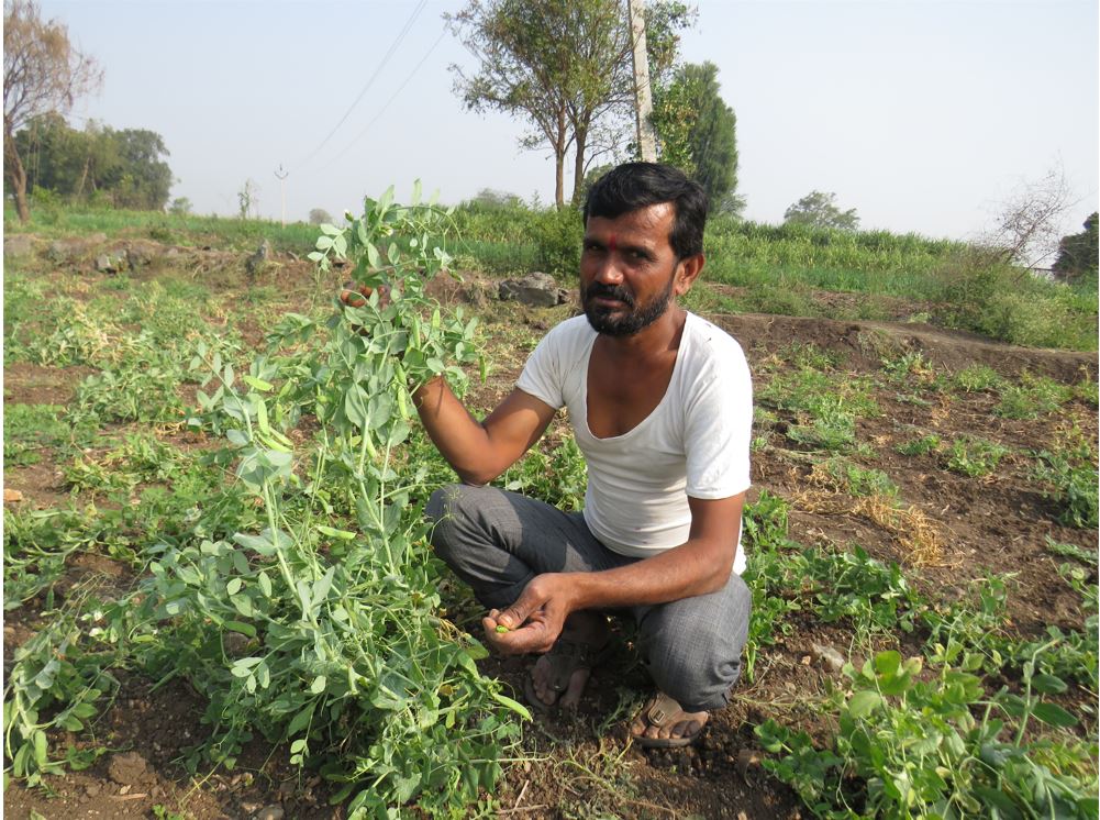 Green Pea cultivation in Aurangabad