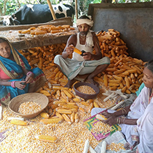 Enhancing income of farmers through maize cultivation in Bihar