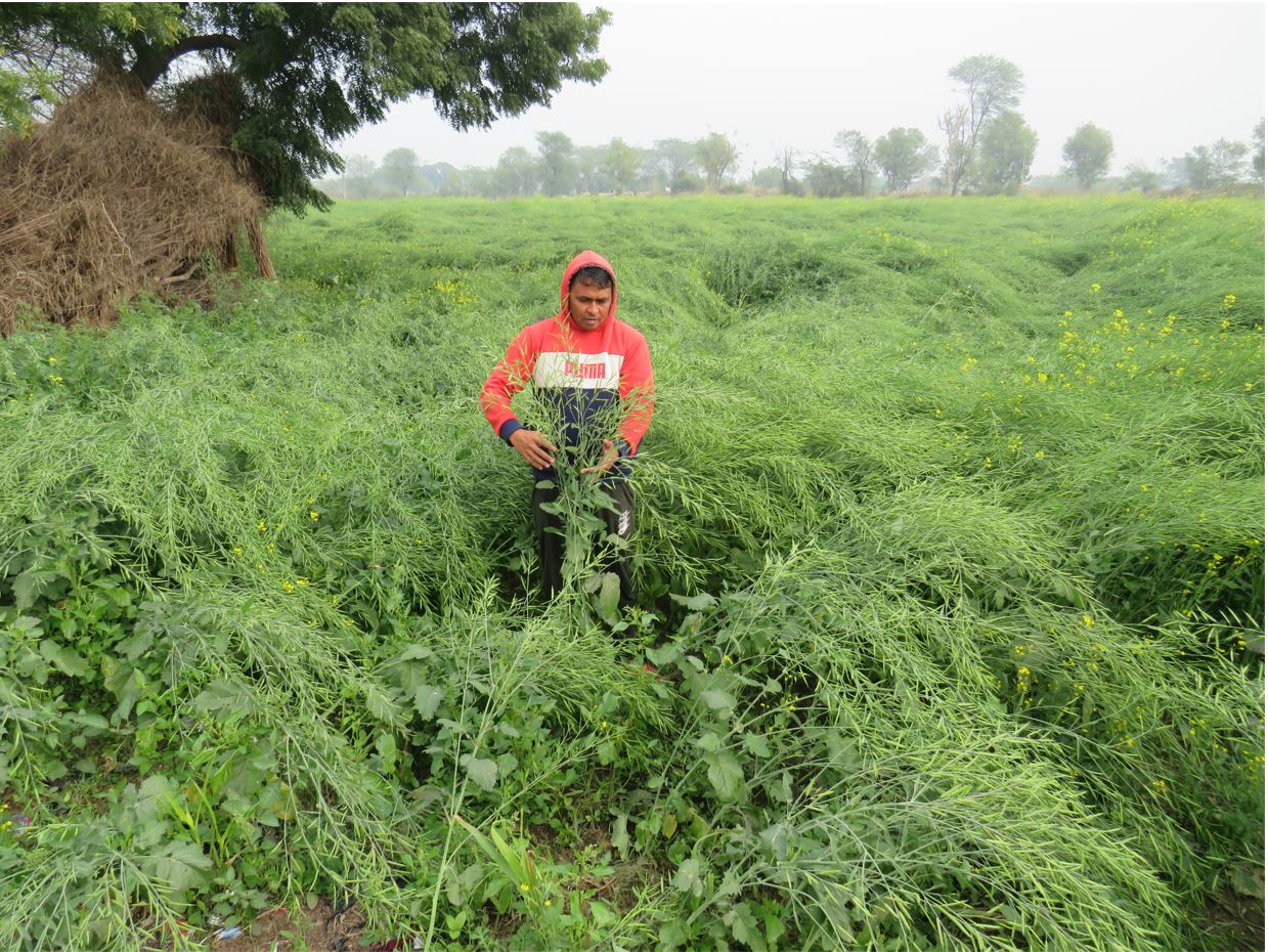 A farmer adopting sustainable agri practices