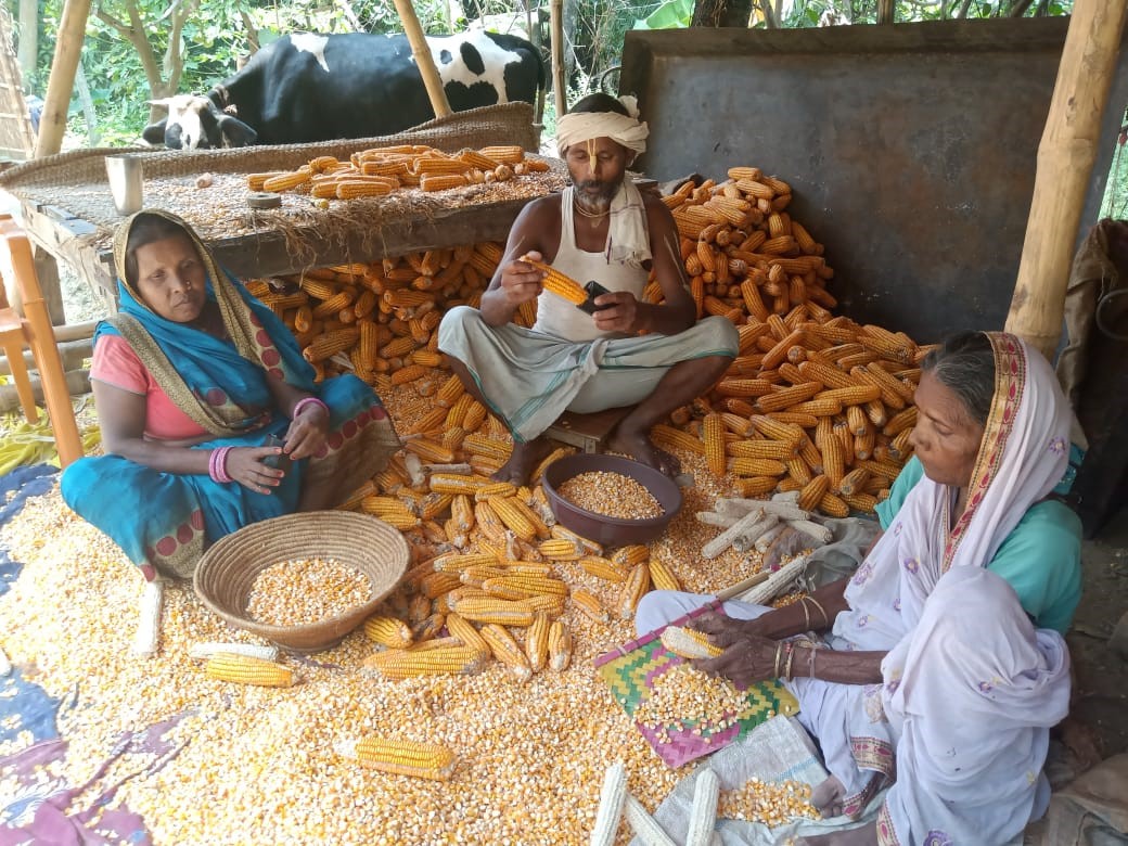 Maize cultivation in Bihar