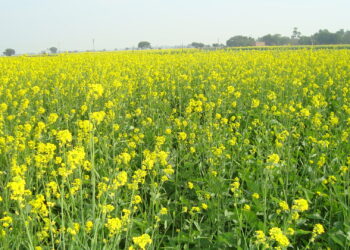 Mustard crop