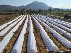 The technological intervention, polytunnels for cultivation