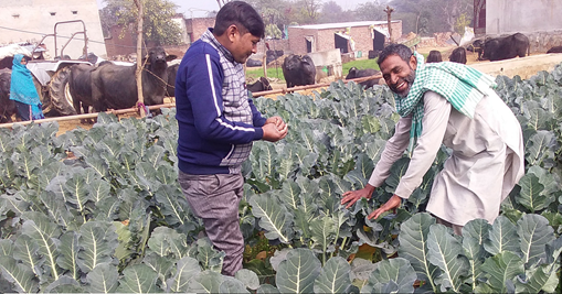 Farmer growing Broccoli crop