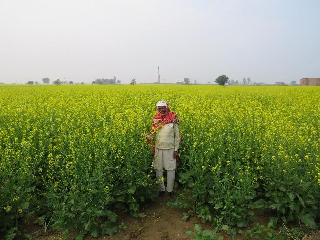 Improved Mustard cultivation in Nuh