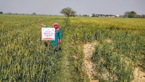 Farmer Field Schools: Nurturing Learning and Experimentation