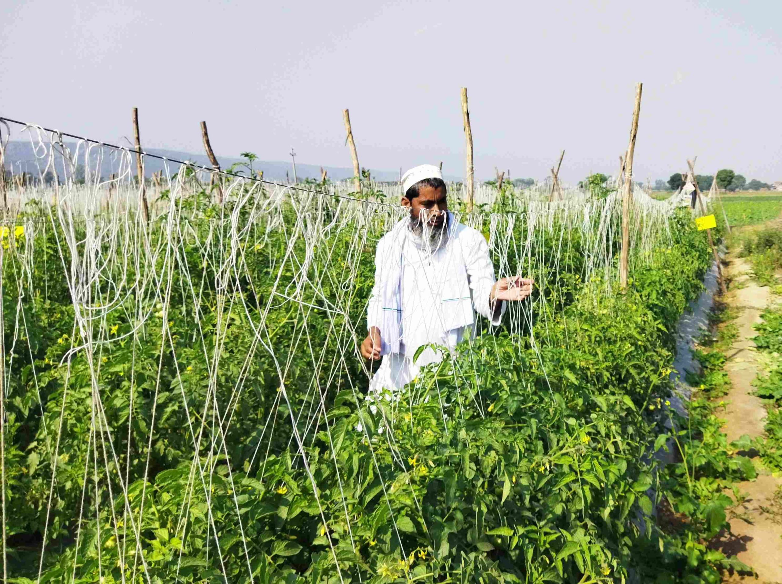 Tomato cultivation