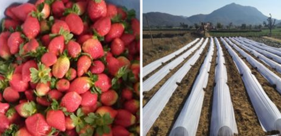 Strawberry Farming, An Alternative To Economic Gain
