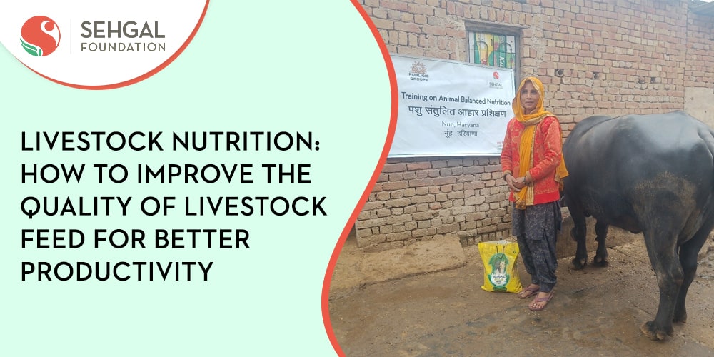 Livestock Nutrition: How to Improve the Quality of Livestock Feed for Better Productivity