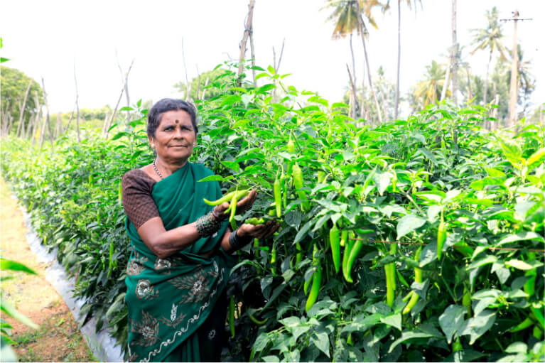 Can CSR help rural agriculture scale up?