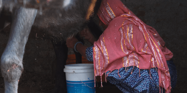 Improved animal nutrition improved income