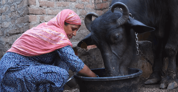 the invisible workforce behind livestock success